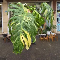 متنوع ترین گیاهان آپارتمانی در طیف رنگ های متفاوت