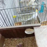 3 جفت طوطی عروس با جوجه نر و ماده تکی هم هست|پرنده|بندر ماهشهر, |دیوار