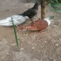 کبوتر|پرنده|شیراز, حافظیه|دیوار