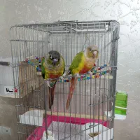 یک جفت گرینچیک نر و ماده سالم و سرحال