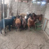 بره نر ‌خانگی|حیوانات مزرعه|گرگان, |دیوار