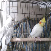جفت عروس هلندی رام|پرنده|قشم, |دیوار