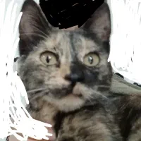 گربه ی گمشده