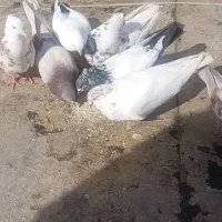 کبوتر