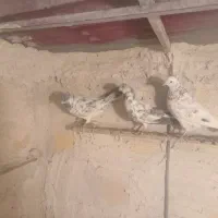 کبوتر|پرنده|اردبیل, |دیوار