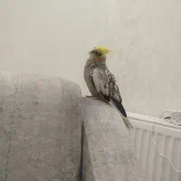 عروس هلندی دستی