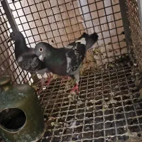 قره کوهی|پرنده|سیدان, |دیوار