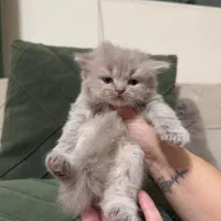 گربه اسکاتیش|گربه|کرمانشاه, |دیوار