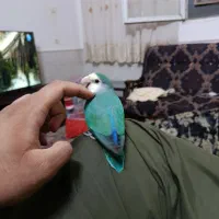 کوتوله شیطون باهوش دستی|پرنده|قم, تولید دارو و یخچال|دیوار