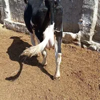 گاو سمینتال