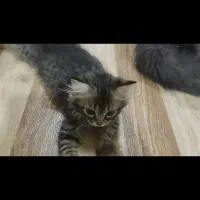 واگذاری گربه|گربه|کهریزک, |دیوار