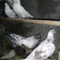 کفتر تهرانی پرشی