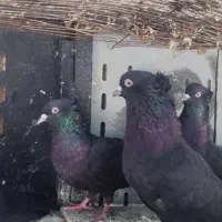 کبوتر بوشهری