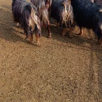 بزغاله درجه یک