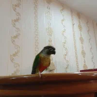 گرینچیک دستی