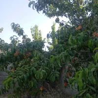 فروش باغ وویلا بابرق وآب وگاز مالکیتی|فروش خانه و ویلا|صوفیان, |دیوار