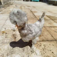 جوجه مرغ وخروس زینتی لهستانی کاکلی پاپر دستی واکسن