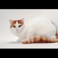 2 تاگربه نر و ماده سفید رایگان