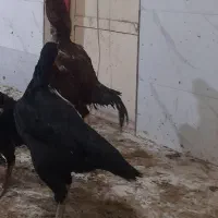 تخم لاری نطفه دار