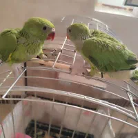 جوجه ملنگو|پرنده|سرپل ذهاب, |دیوار