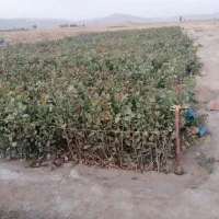 فروش نهال پسته.