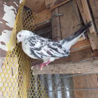 جوجه پرشی هیچ پر|پرنده|احمدسرگوراب, |دیوار