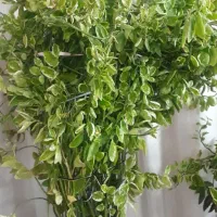 گل آپارتمانی