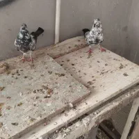 *چندجفت حیوان طوقی وتک پر بند پرشی شهرستان بشرط*