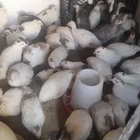 مرغ محلی|پرنده|دشتیاری, |دیوار