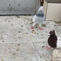 کفتر یاکبوتر|پرنده|شیراز, گل سرخ|دیوار