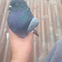 کفتر. کبوتر پرشی