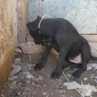 توله سه ماهه پیتبول|سگ|مریوان, |دیوار