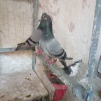 سار سبز نر