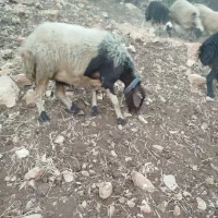 فروش گوسفند شیره دار