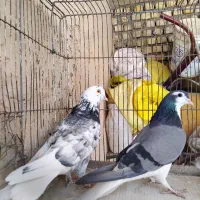 کبوتر|پرنده|اصفهان, مارچین|دیوار