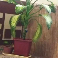 گل طبیعی زیبا