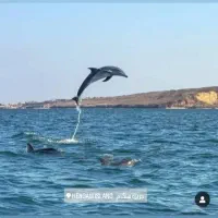 گشت جزیره قشم دربستی 1/500