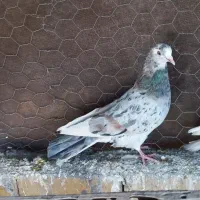 سرور نر و ماده