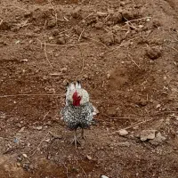 مرغ و خروس سیبرایت