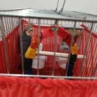 عروس هلندی