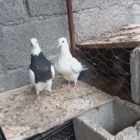 طوقی کرمانشاهی