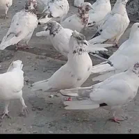 کبوتر تاری زیر بال نارنجی