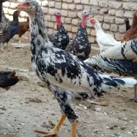 تخم مرغ لاری نطفه دار|حیوانات مزرعه|قزوین, |دیوار