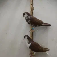 کفتر