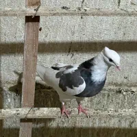 کفتر|پرنده|اسلام‌شهر, شهرک توحید|دیوار