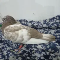 کبوتر|پرنده|مشهد, کوشک مهدی|دیوار