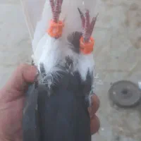 دم سفید چپ|پرنده|تربتحیدریه, طالقانی|دیوار