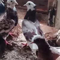 ۳عددطوقی یکیش نر دوتاش ماده