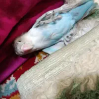 تعدادی جوجه کوتوله برزیلی فول دستی|پرنده|مشهد, وحید|دیوار