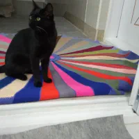 واگذاری رایگان گربه